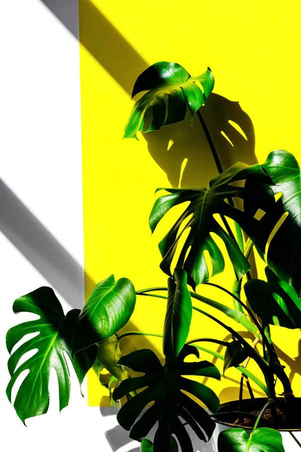 Comment choisir des plantes adaptées à la luminosité de votre intérieur ?