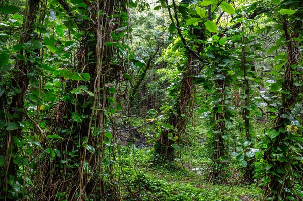 Tout savoir sur le choix d'un tableau singe